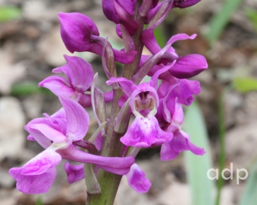 Early Purple Orchid, Orchis mascula, Alan Prowse